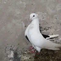 ماده تپر سرخ درجه یک م یخوام