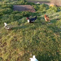 اردک اسراعیلی