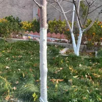 باغبانی و کشاورزی|خدمات باغبانی و درختکاری|تبریز, |دیوار