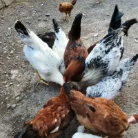 مرغ و خروس سالم و زرنگ