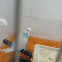 یک جفت مرغ عشق|پرنده|تفت, |دیوار