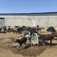 ۳۰ راس میش بره دار عالی