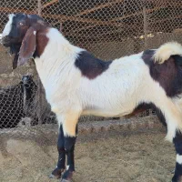 دبر جوان مست|حیوانات مزرعه|سیدان, |دیوار