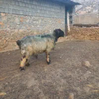 قوچ|حیوانات مزرعه|دهدشت, |دیوار