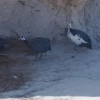 جفت شاخک|پرنده|نیمروز, |دیوار