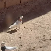 کفتر طوقی|پرنده|بیرجند, |دیوار