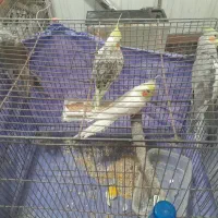 عروس هلندی  زیبا