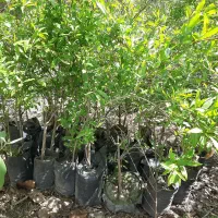 نهال انار شیرین نژاد گل بهشهر|خدمات باغبانی و درختکاری|گرگان, |دیوار