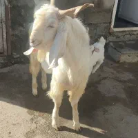 بز نر گلابی|حیوانات مزرعه|بیستون, |دیوار