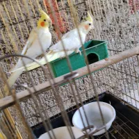 عروس هلندی لوتینو جفت