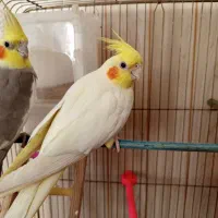 عروس هلندی دستی سخنگو