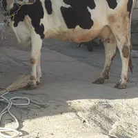 گاو تلیسه هشت ماه ابستن