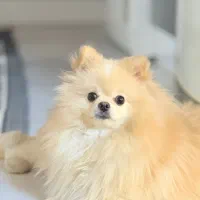 سگ پامر خرسی