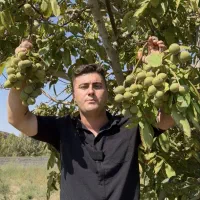 عرضه مستقیم نهال گردو،بادام،میوه در نهالستان غرب