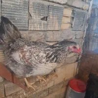 مرغ تخمگذار