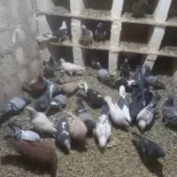 پلاکی و دورگ