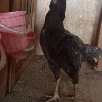 تخم مرغ لاری|حیوانات مزرعه|سبزوار, شهرک ابوذر|دیوار