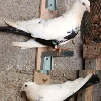 نرو ماده. دم سیاه. و. قهوه ای