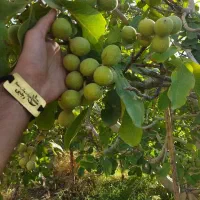 نهال گردو با درآمد بالا|خدمات باغبانی و درختکاری|بادرود, |دیوار