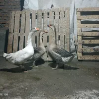 ۳عدد غاز فروش