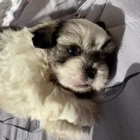 توله سوپر فلت نر|سگ|تهران, استاد معین|دیوار