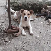 سگ پاکوتاه