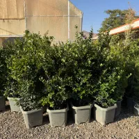 یاس هلندی قیچی خورده