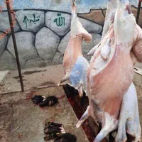 گوسفند زنده وزن کشی درحضور مشتری ارسال درب منزل