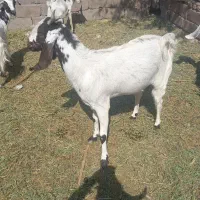 نری ویک گیسه چاق|حیوانات مزرعه|نرماشیر, |دیوار