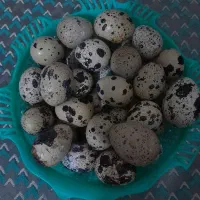 بلدرچین و تخم بلدرچین|پرنده|گزیک, |دیوار