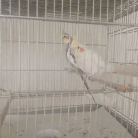 فروش عروس|پرنده|شیراز, سینما سعدی|دیوار