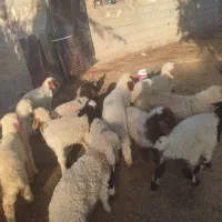 بره گوسفند.بز|حیوانات مزرعه|اهواز, شریعتی جنوبی|دیوار