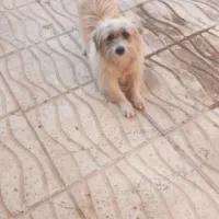 یه سگ پا کوتاه