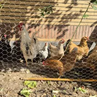 فروش تخم مرغ پریما و گلین|خوردنی و آشامیدنی|دزفول, |دیوار