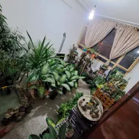 فروش فوق‌العاده گل های آپارتمانی