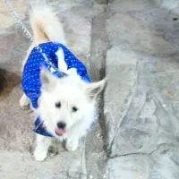 سگ پاکوتاه حرف گوش کن