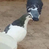 خال طوقی مینا|پرنده|تربتحیدریه, پائین ولایت|دیوار