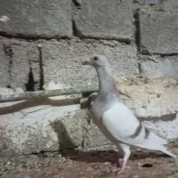 کبوتر جوجه|پرنده|برازجان, |دیوار