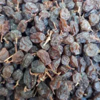 آفتابی کشمش