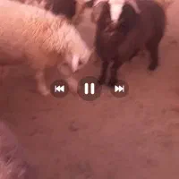 فروش ۲۰راس بره نر|حیوانات مزرعه|ارسنجان, |دیوار