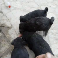 سگ پاپی نگهبان