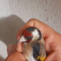 سره نر|پرنده|قم, شهرک امام حسن|دیوار