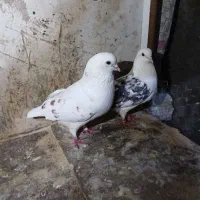 ۵عدد کبوتر پرشی عالی