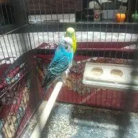 یه جفت مرغ عشق