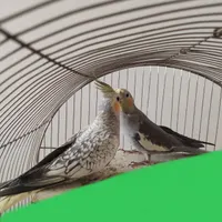 عروس هلندی