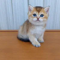 گربه های زیبا