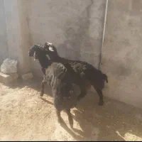 گوسفند بره|حیوانات مزرعه|شیروان (خراسان), |دیوار