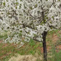 باغ-آلبالو-گیلاس