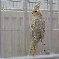 دوتا عروس هلندی|پرنده|مشهد, ابوذر|دیوار