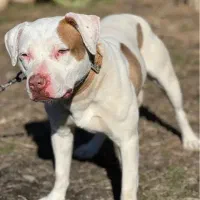 پیتبول ماده